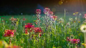 Meadow of colorful wildflowers.