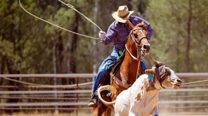 Cowboy riding a horse roping a calf in an arena.