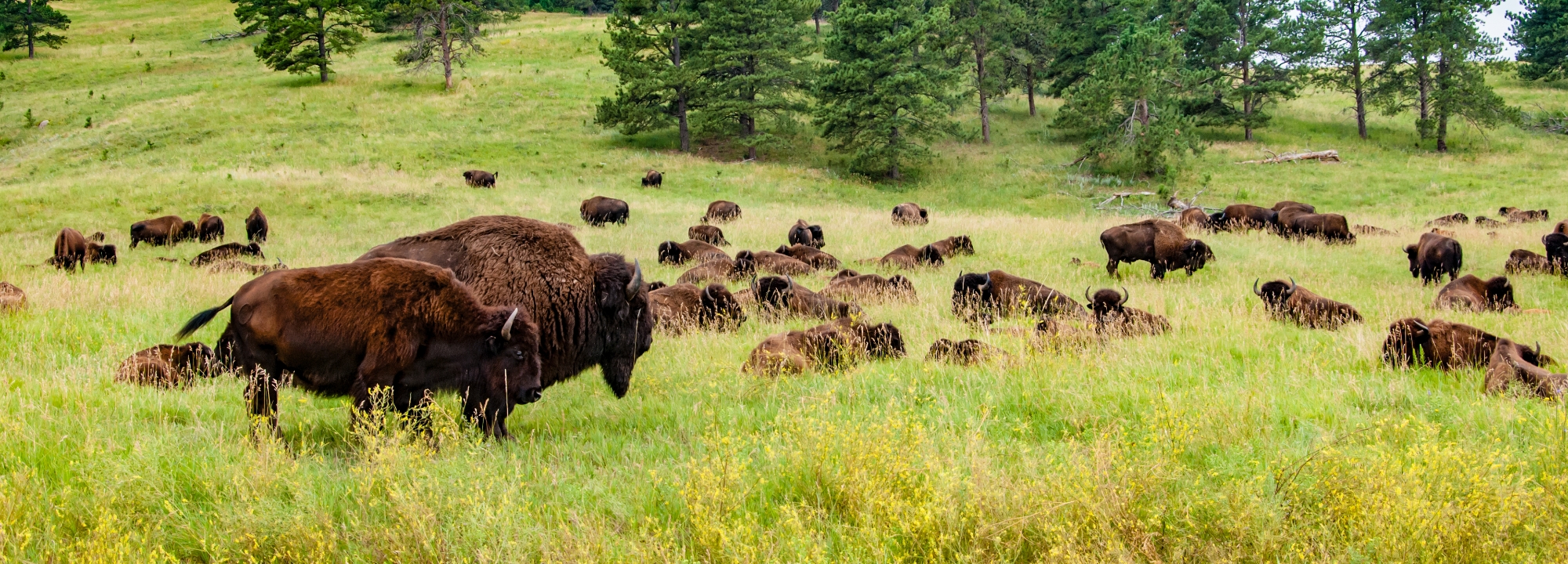 A herd of North American Bison grazing on the plains.